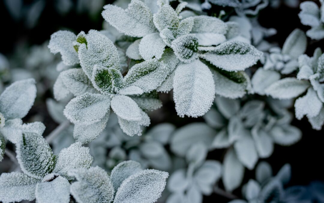 January in the Garden: Rest, Reflect, and Prepare