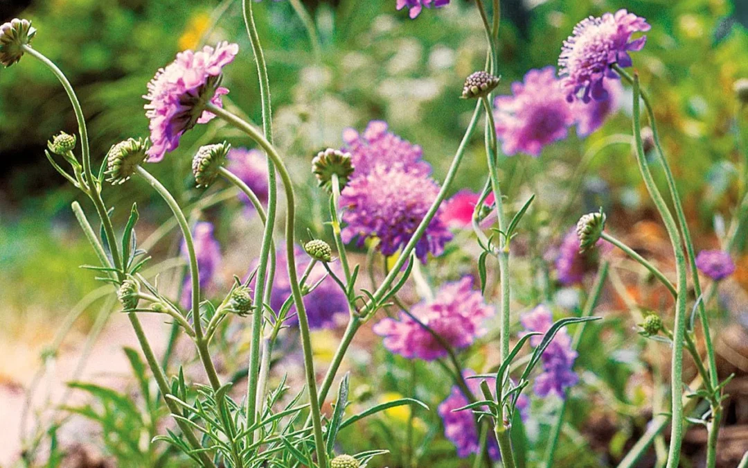 Late Summer Abundance: Garden Care for Late August