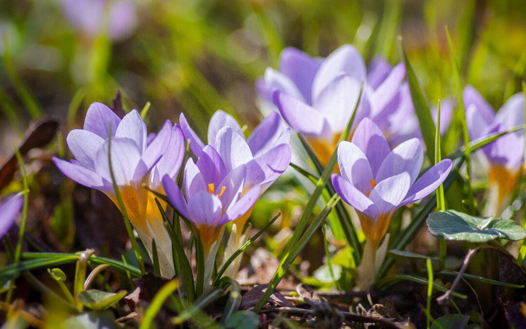 Spring Awakening: Garden & Landscape Care in Toronto