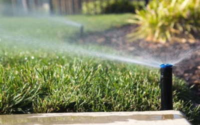 Mid-Summer Garden Care: Adjusting Irrigation for the Heat